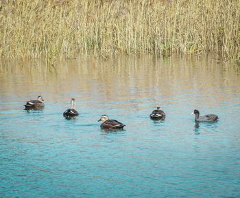 Ducks swimming in lake