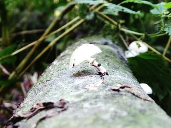 Close-up of plant