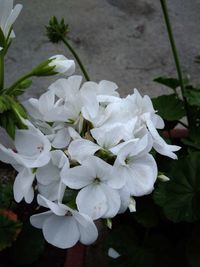 Close-up of white flowers