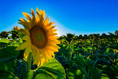 Close-up of sunflower against clear sky