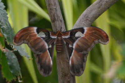 Close-up of butterfly on plant