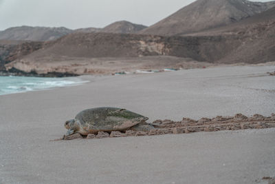 Turtle going back to the sea after nesting.