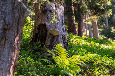 Trees and plants growing on tree trunk