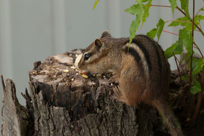 Close-up of chipmunk eating food on tree stump