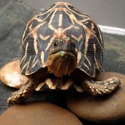 Close-up portrait of tortoise