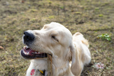 A young male golden retriever lies in the grass and bites a stick.
