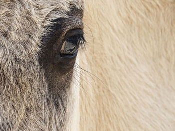 Close-up of a horse