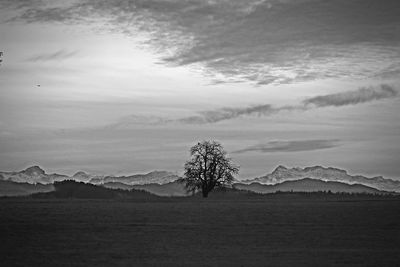Tree on field against sky