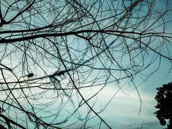 Low angle view of bare tree against sky