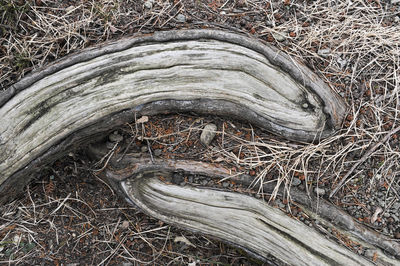 Close-up of roots in forest