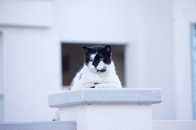 Portrait of cat sitting on floor