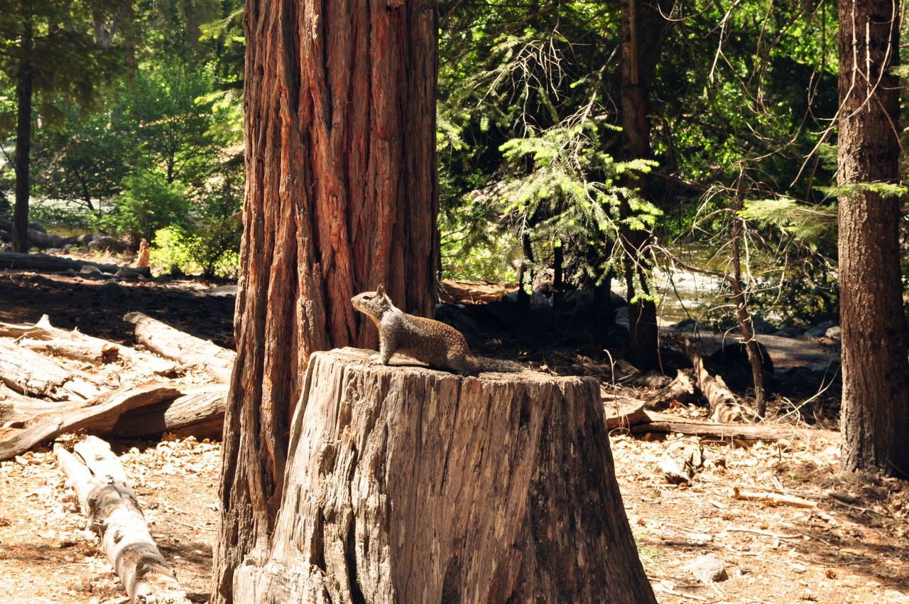 Squirrel on stump