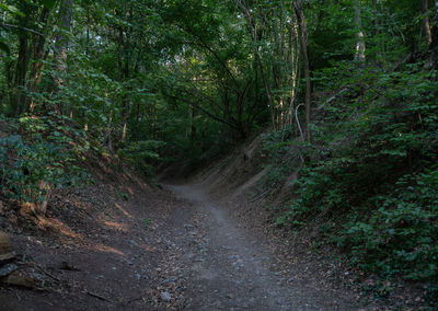 Trail on dirt road amidst trees in forest