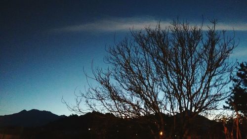 Silhouette bare trees against clear blue sky