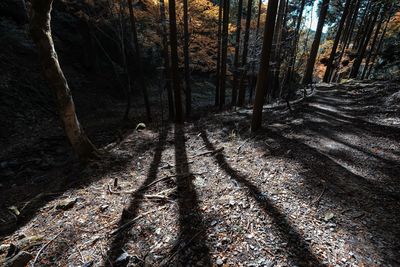 Trees in forest