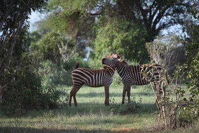 Zebras in forest