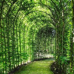 Walkway amidst trees in forest