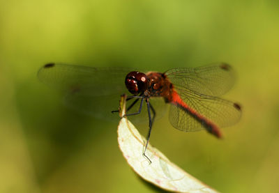 Close-up of dragonfly