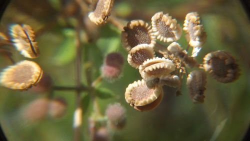 Close-up of plant