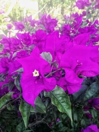 Close-up of purple flowers blooming outdoors