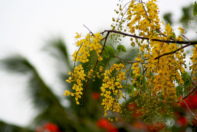 Close-up of yellow flowering plant against sky