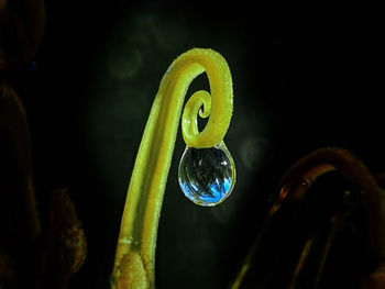 Close-up of water drops on plant at night