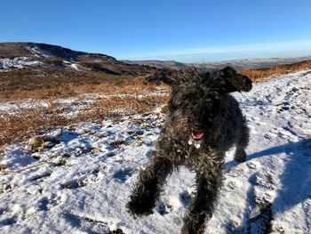 Dog on snow covered field against sky