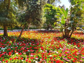 Flowers blooming in park