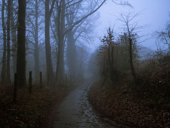 Footpath amidst trees in forest