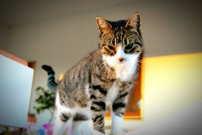 Close-up portrait of cat