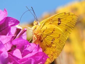 Close-up of yellow butterfly pollinating on pink flowers