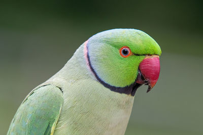 Close-up of parrot