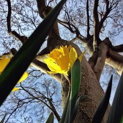 Close-up of flower on tree