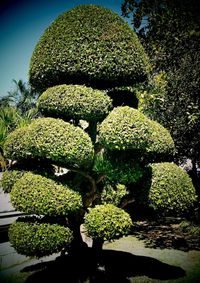 Close-up of plants in garden