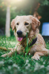 Portrait of dog on field