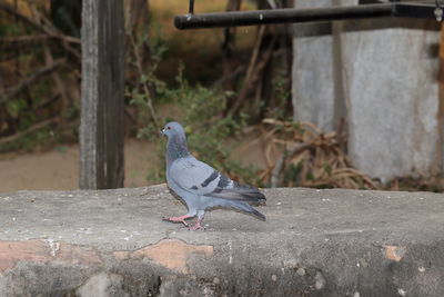 Close-up of pigeon perching on retaining wall