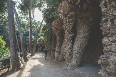 Trees in park