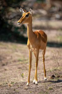 Female common impala stands sidelit watching camera