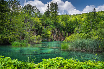 Scenic view of lake against trees in forest