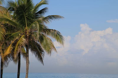 Low angle view of coconut palm trees against sky