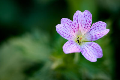 Close-up of purple flower blooming outdoors