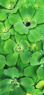 Full frame shot of green leaves