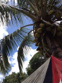 Low angle view of palm trees