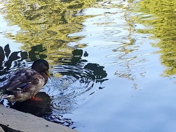 High angle view of birds in water