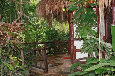 Plants growing on tree trunk
