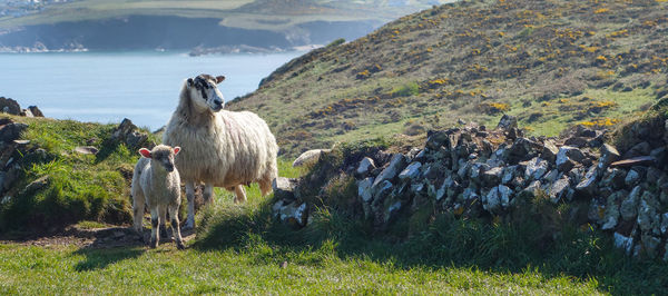 View of sheep on field