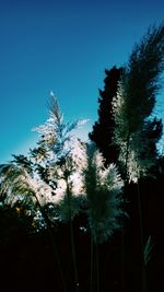 Low angle view of flower trees against clear blue sky