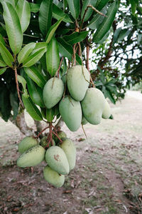 Close-up of fruits growing on tree