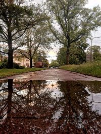 Reflection of trees in puddle on street