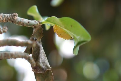 Close-up of insect on leaf